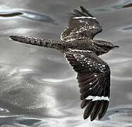 Ladder-tailed Nightjar