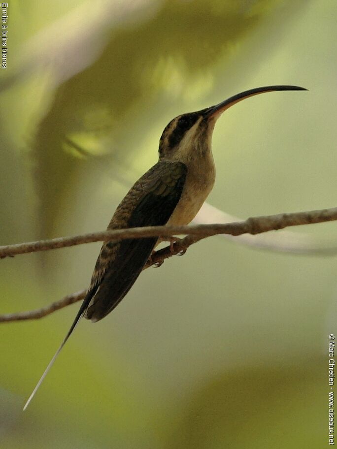 Long-tailed Hermit