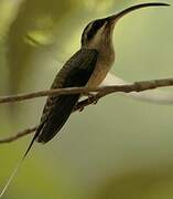 Long-tailed Hermit