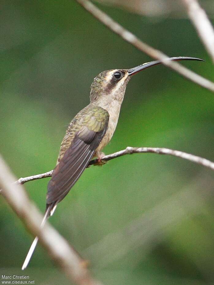 Long-tailed Hermitadult, identification