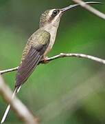 Long-tailed Hermit