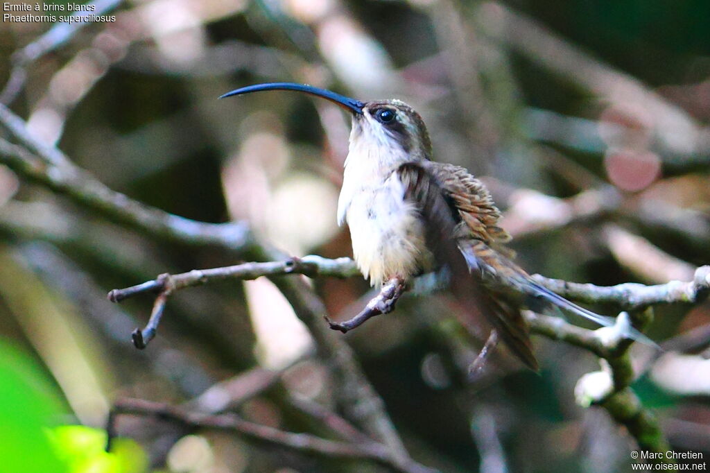 Long-tailed Hermit