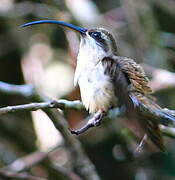 Long-tailed Hermit