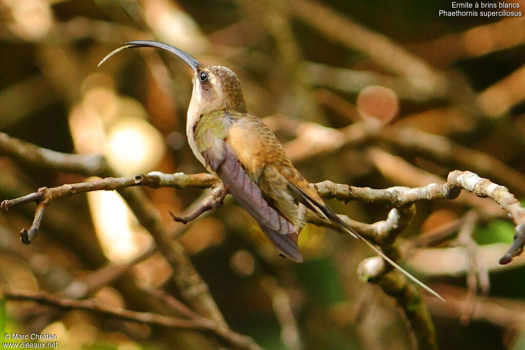 Long-tailed Hermit