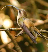 Long-tailed Hermit