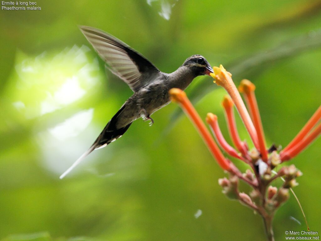 Great-billed Hermit