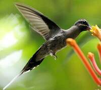 Great-billed Hermit