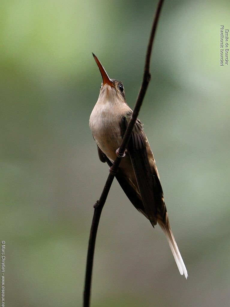 Straight-billed Hermitadult