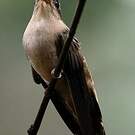 Ermite de Bourcier
