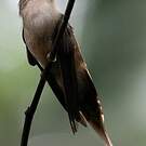 Ermite de Bourcier