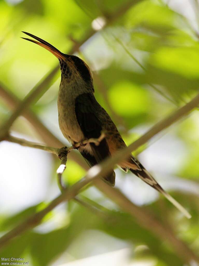 Scale-throated Hermit