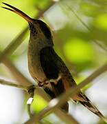 Scale-throated Hermit