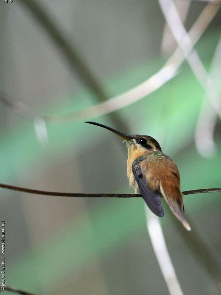 Reddish Hermit