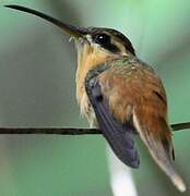 Reddish Hermit