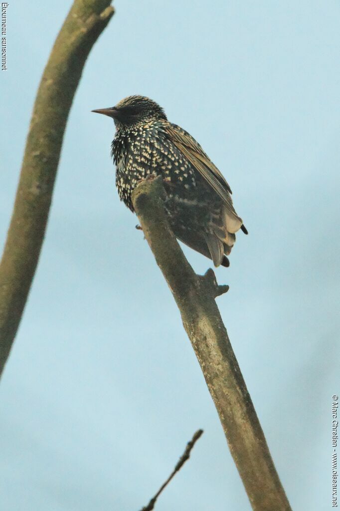 Common Starling