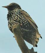 Common Starling