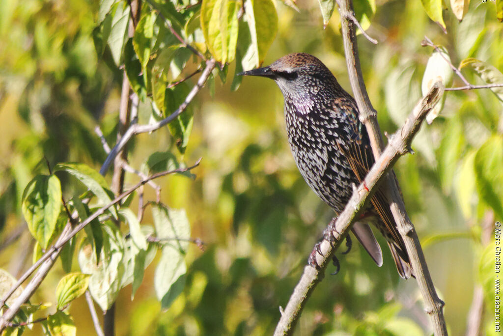 Common Starling