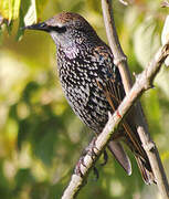 Common Starling