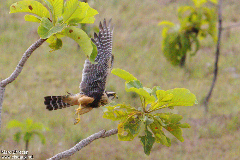 Aplomado Falcon, pigmentation, Flight