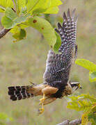 Aplomado Falcon