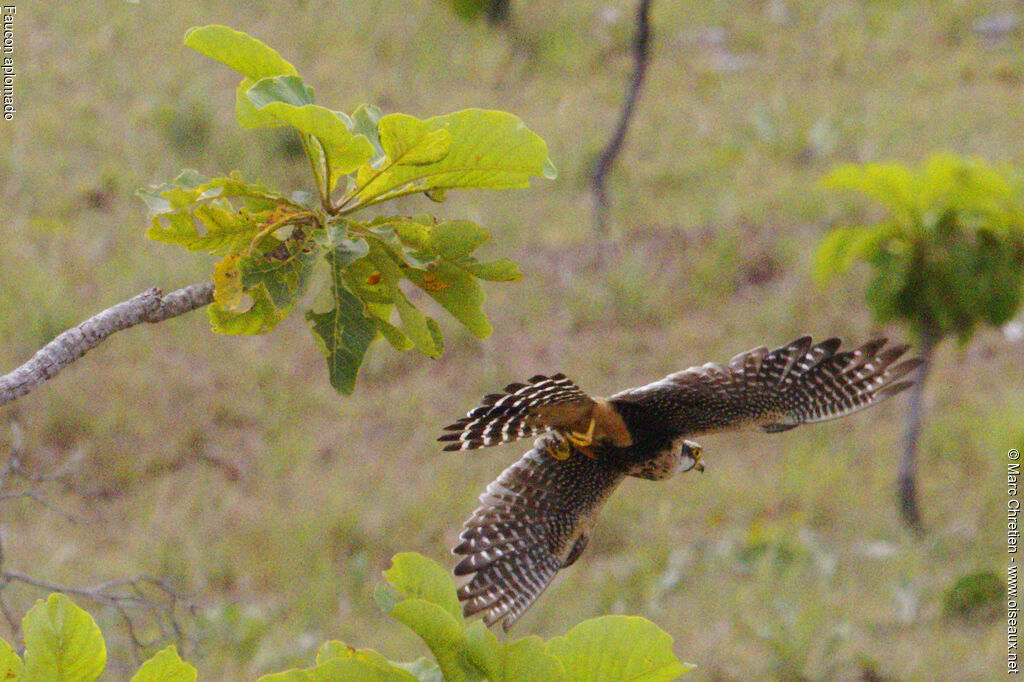 Aplomado Falcon