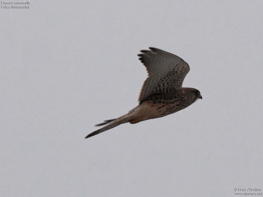 Common Kestrel