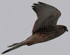 Common Kestrel