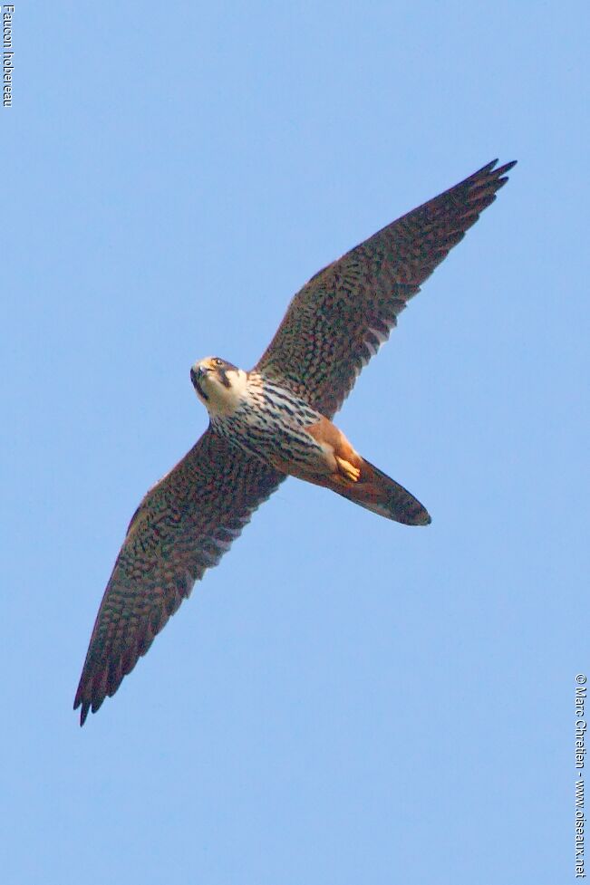 Eurasian Hobby