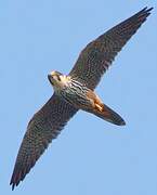 Eurasian Hobby