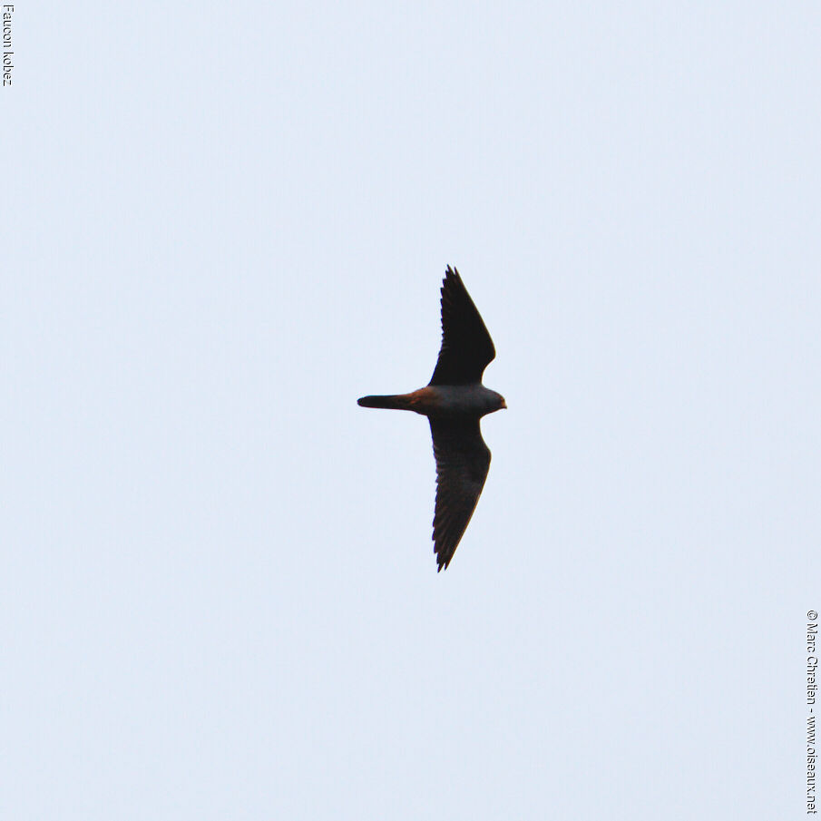 Red-footed Falcon