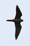 Red-footed Falcon