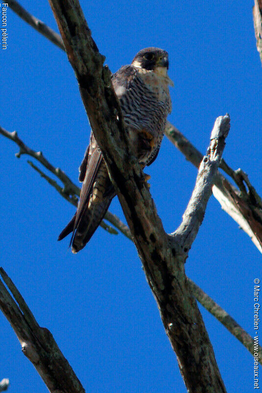 Peregrine Falcon