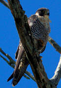 Peregrine Falcon