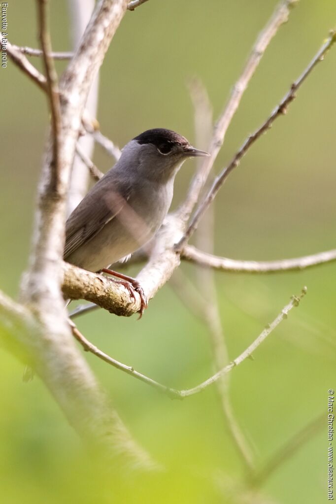 Eurasian Blackcapadult