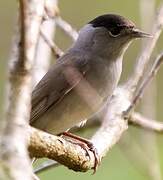 Eurasian Blackcap