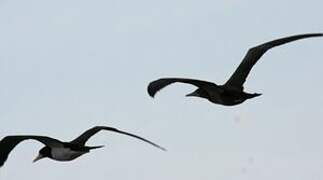 Brown Booby