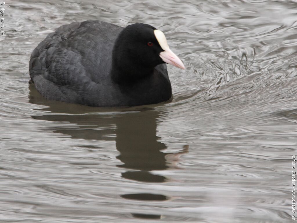 Eurasian Coot