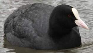 Eurasian Coot