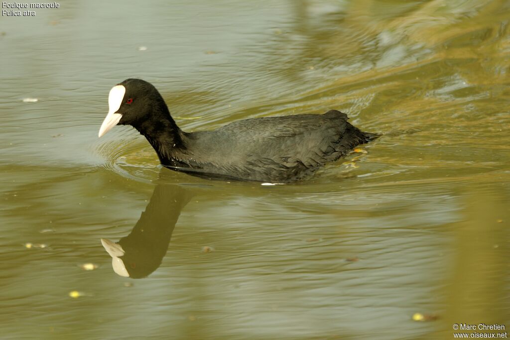 Eurasian Coot