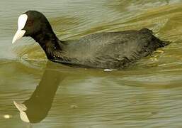 Eurasian Coot