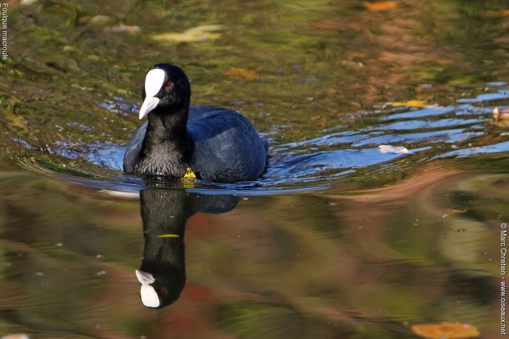 Foulque macrouleadulte