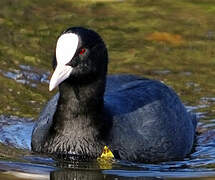 Eurasian Coot