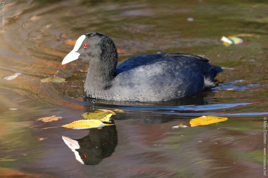 Eurasian Cootadult