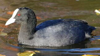 Eurasian Coot