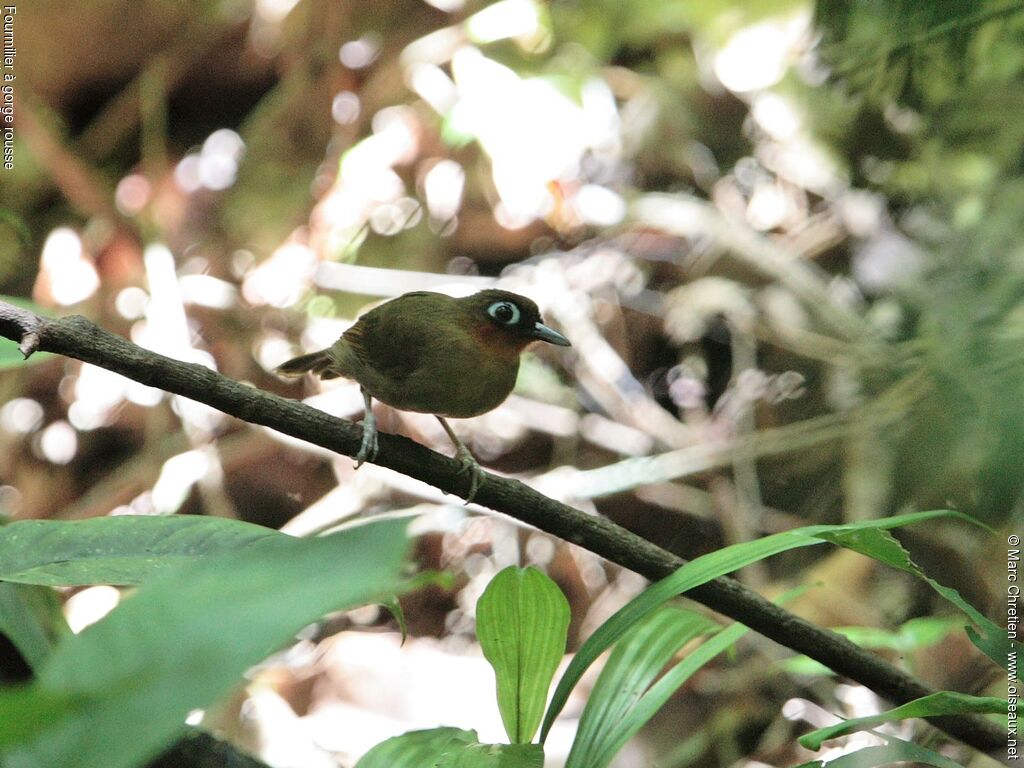 Rufous-throated Antbird