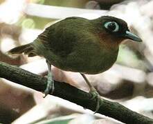 Rufous-throated Antbird