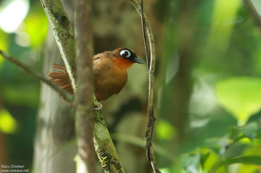 Rufous-throated Antbirdadult