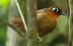 Rufous-throated Antbird