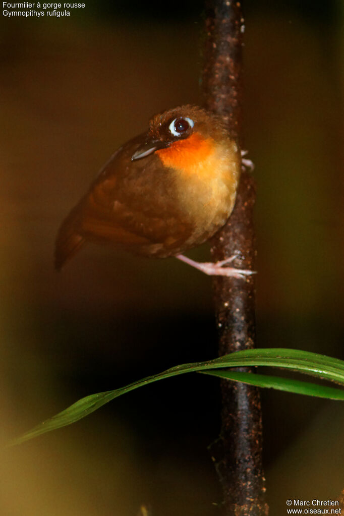 Rufous-throated Antbird