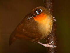 Rufous-throated Antbird